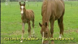 Gelders Paard  Gelderlander  Gelderländer [upl. by Handbook511]