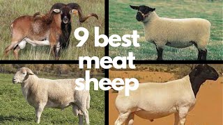 The 9 Best Sheep Breeds for Meat [upl. by Laban]