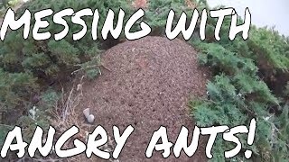 Giant Ant Mound Experiments [upl. by Nollahs]