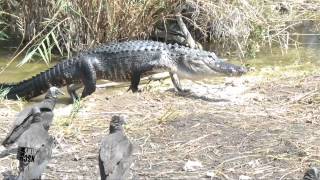 Everglades National Park Crocodiles Alligators Snakes Anhinga Turtles Ibis [upl. by Iramohs]