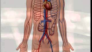 How to Measure Vital Signs [upl. by Rodolphe108]