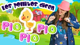 Los pollitos dicen PIO PIO PIO Canciones infantiles para niños pequeños y bebés [upl. by Ganley315]