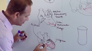 Ventricles and Aorticpulmonary Septum  Embryology [upl. by Thurman]