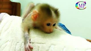 Cutest Baby Pigtail Monkey Really Hungry Milk From MamaAdorable Baby Macaque [upl. by Raviv]