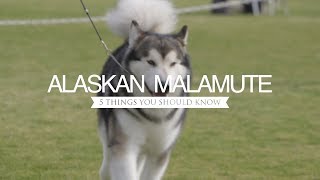 ALASKAN MALAMUTES FIVE THINGS YOU SHOULD KNOW [upl. by Ineslta]