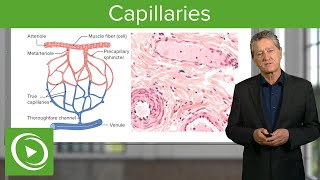 Capillaries Overview amp Definition – Histology  Lecturio [upl. by Lothair]