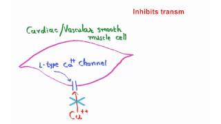 Mechanism of action of amlodipine [upl. by Crosby]