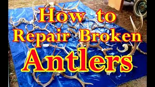 How to Repair Broken Antlers [upl. by Aloisia]