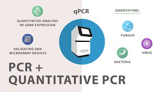 3 Polymerase Chain Reaction PCR  Quantitative PCR qPCR [upl. by Kam863]