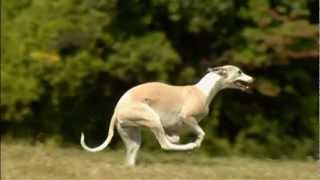 Dogs 101 Whippetmp4 [upl. by Roselane]