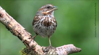 Song Sparrow Song [upl. by Auqeenahs]