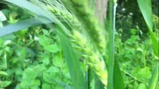 Barley Hordeum Vulgare  20120612 [upl. by Aiclef]