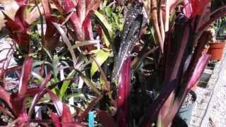 Billbergia bromeliads explained care maintenance suggestions [upl. by Isoj]