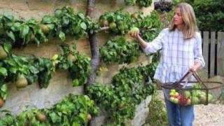 Espalier Tree [upl. by Stegman]