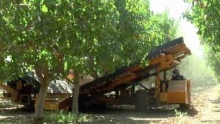 2010 Pistachio harvest [upl. by Airamas471]