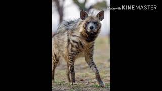 Striped hyena sounds  sound volume experiment [upl. by Tumer]