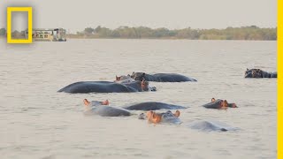 Bull Shark vs Hippo  Secrets of the Bull Shark [upl. by Hannahs]