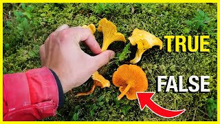 Chanterelle vs False Chanterelle [upl. by Melitta]