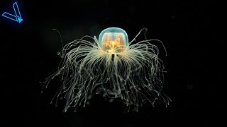 The Strange But Incredible Immortal Jellyfish [upl. by Norrv]