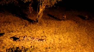 Sound of hyenas at night in the Masai Mara [upl. by Maida]