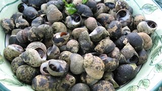 How to Forage and Cook Periwinkles [upl. by Sowell]