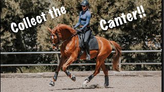 Collection Canter Walk Canter Transitions [upl. by Solis]