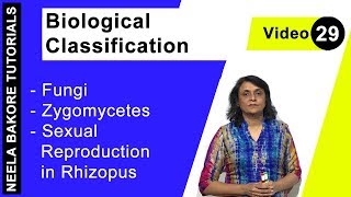 Biological Classification  NEET  Fungi  Zygomycetes  Sexual Reproduction in Rhizopus  Dr Neela [upl. by Ennavoj924]