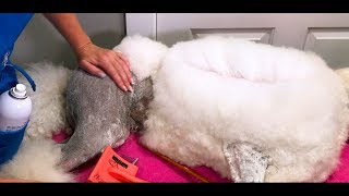 Essential Poodle Combing Tutorial [upl. by Eilrahs]