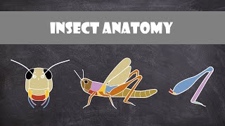 Insect Anatomy  Entomology [upl. by Reba]