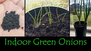 Growing Green Onions Indoors [upl. by Arliene]