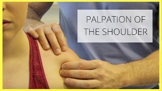 Shoulder Palpation [upl. by Trevar711]