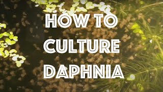 How To Culture Daphnia Magna [upl. by Anaeli]