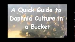 How to culture daphnia outside [upl. by Olga]