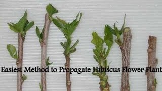 Easiest Method to Propagate Hibiscus Flower Plant [upl. by Nosneb255]