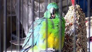 😍🦜RED RUMP PARROT CHATS AWAY LIKE THIS FOR HOURS🦜 [upl. by Eiruam]