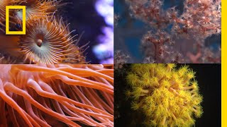 Coral Reefs 101  National Geographic [upl. by Nnasus]