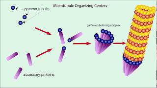 Microtubules Structure and Function [upl. by Roux194]