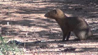 Slender mongoose kills black mamba  FULL VIDEO [upl. by Nref996]