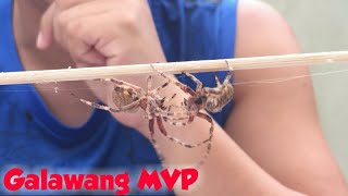 Derby Size Spider Fastest Kill Matalinong Gagamba Largest [upl. by Sondra664]