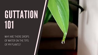 GUTTATION 101 Why are there water droplets on the ends of my plants [upl. by Marka]