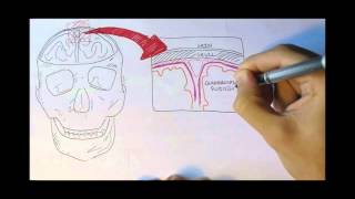 Neurology  Physiology Overview [upl. by Aztinad]