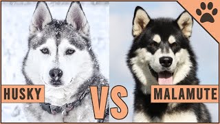 Alaskan Malamute vs Siberian Husky  Dog vs Dog [upl. by Yeaton774]