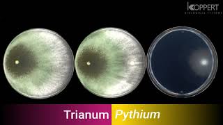 Trichoderma harzianum T22 combats Pythium in vitro – Koppert [upl. by Onirefez108]