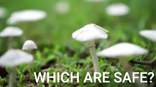 Which wild mushrooms are safe to eat [upl. by Mei]