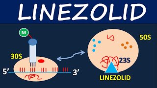 Linezolid Zyvox  Mechanism side effects and uses [upl. by Yrbua550]