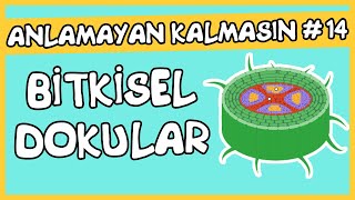 Anlamayan Kalmasın 14 Bitkisel Dokular [upl. by Ijnek926]