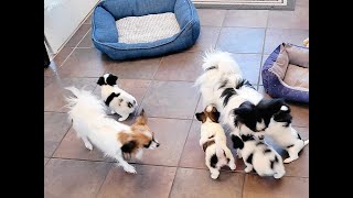 Papillon puppies 5 weeks old [upl. by Somerset509]