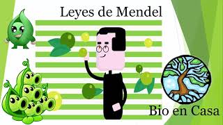 Leyes de Mendel y cuadros de Punnett [upl. by Aran493]