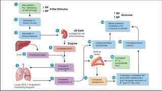 The ReninAngiotensinAldosterone RAAS Pathway EXPLAINED [upl. by Einnoj746]