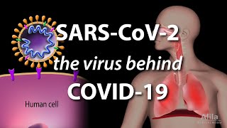 Understanding the Virus that Causes COVID19 Animation [upl. by Lemor]